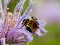 31F3400c  Tri-colored Bumble Bee (Bombus ternarius) on Bee Balm (Monarda didyma)