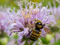 31F3413c  Northern Amber Bumble Bee (Bombus borealis) on Bee Balm (Monarda didyma)