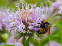 31F3416c  Northern Amber Bumble Bee (Bombus borealis) on Bee Balm (Monarda didyma)