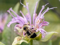 31F3420c  Sanderson Bumble Bee (Bombus sandersoni) on Bee Balm (Monarda didyma)