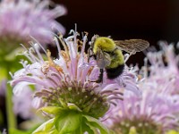 31F3425c  Sanderson Bumble Bee (Bombus sandersoni) on Bee Balm (Monarda didyma)