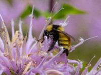 31F3509c  American Bumble Bee (Bombus pennsylvanicus) on Bee Balm (Monarda didyma)