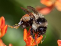 MG 8608c  Red-belted Bumble Bee (Bombus rufocinctus) on Butterflyweed (Asclepias tuberosa)