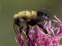 Q0I6066c  Sanderson Bumble Bee (Bombus sandersoni)