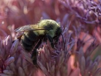 Q0I6080c  Two-spotted Bumble Bee (Bombus bimaculatus)