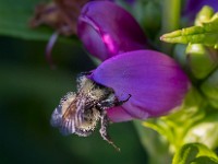 Q0I6089c  Sanderson Bumble Bee (Bombus sandersoni)