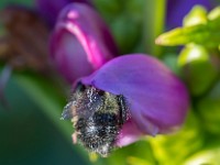 Q0I6095c  Sanderson Bumble Bee (Bombus sandersoni)