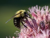 Q0I6104c  Two-spotted Bumble Bee (Bombus bimaculatus)