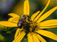 Q0I6107c  Half-Black Bumble Bee (Bombus vagrans)