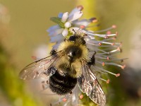 Q0I6139c  Two-spotted Bumble Bee (Bombus bimaculatus)