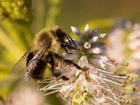 Q0I6213c  Two-spotted Bumble Bee (Bombus bimaculatus)