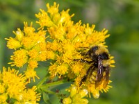 U0U1216c  Northern Amber Bumble Bee (Bombus borealis) on Goldenrod (Solidago sp.)