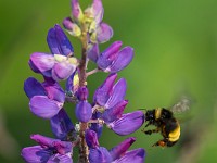 U0U9289c  Black and Gold Bumble Bee (Bombus auricomus) on Bigleaf Lupine (Lupinus polyphyllus)