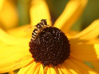 173 7305c  Transverse Flower Fly (Eristalis transversa)