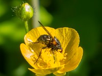 IMG 0005c  Flower Fly