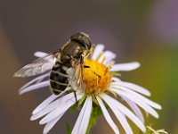 A2Z6172c  Flower Fly (Eristalis sp.)