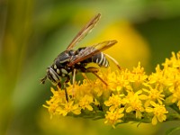 A2Z6174c  Flower Fly (Spilomyia sp.)