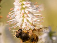 Q0I6137c  Transverse Flower Fly (Eristalis transversa)