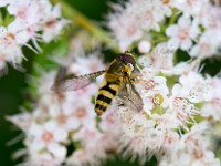 U0U6533c  Flower Fly