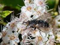 U0U6538c  Flower Fly