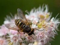 U0U6540c  Flower Fly