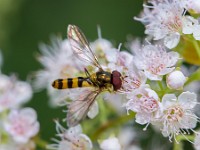 U0U6551c  Flower Fly