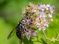 U0U6558c  Flower Fly