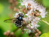 U0U6581c  Flower Fly