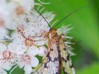 U0U6659c  Scorpionfly (Panorpa mirabilis) - female