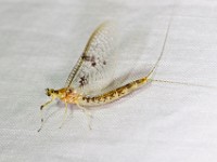 31F2098c  Mayfly