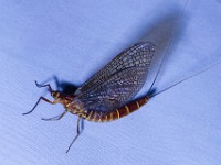 A2Z3753c  Mayfly