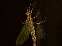 MG 6381c  Mayfly