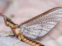 MG 6392c  Mayfly