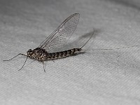 Q0I4150c  Mayfly