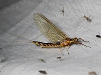 Q0I4167c  Mayfly