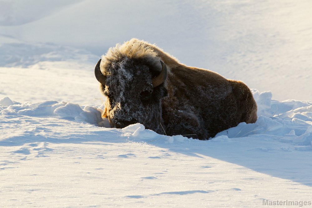 _31F6996c.jpg - American Bison (Bison bison)