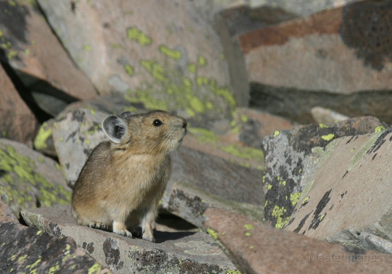 168_6858c.jpg - American Pika (Ochotona princeps)