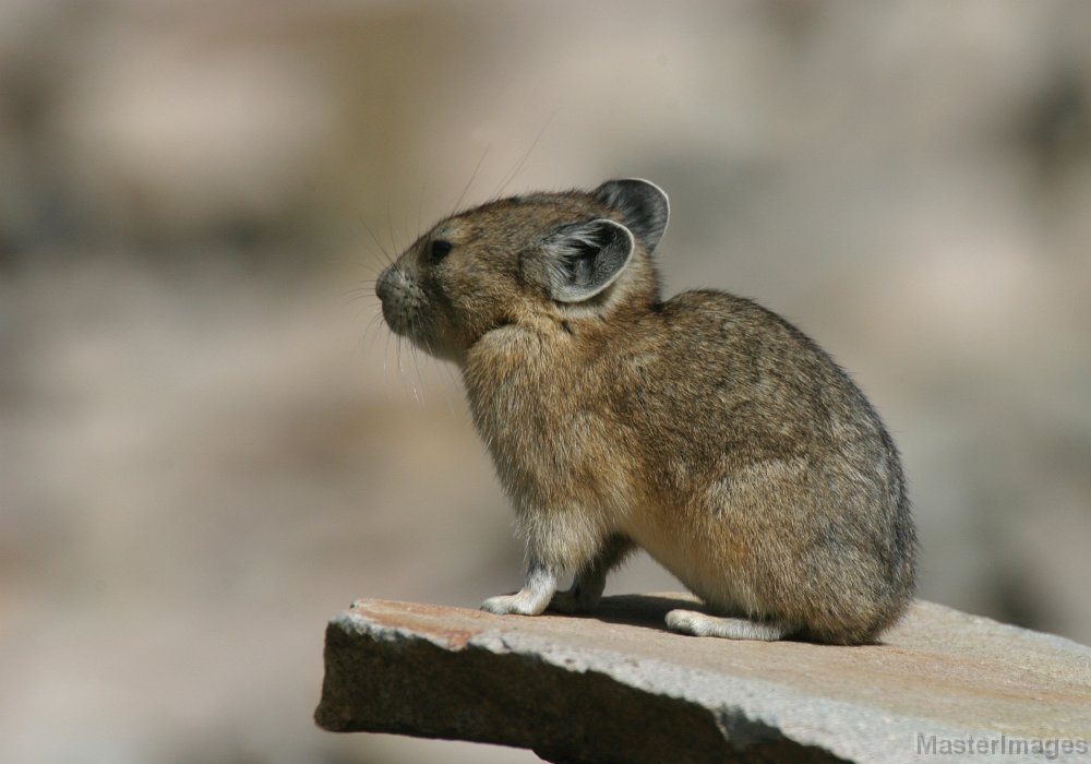 168_6880c.jpg - American Pika (Ochotona princeps)