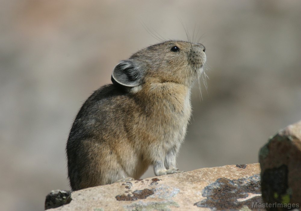 168_6882c.jpg - American Pika (Ochotona princeps)