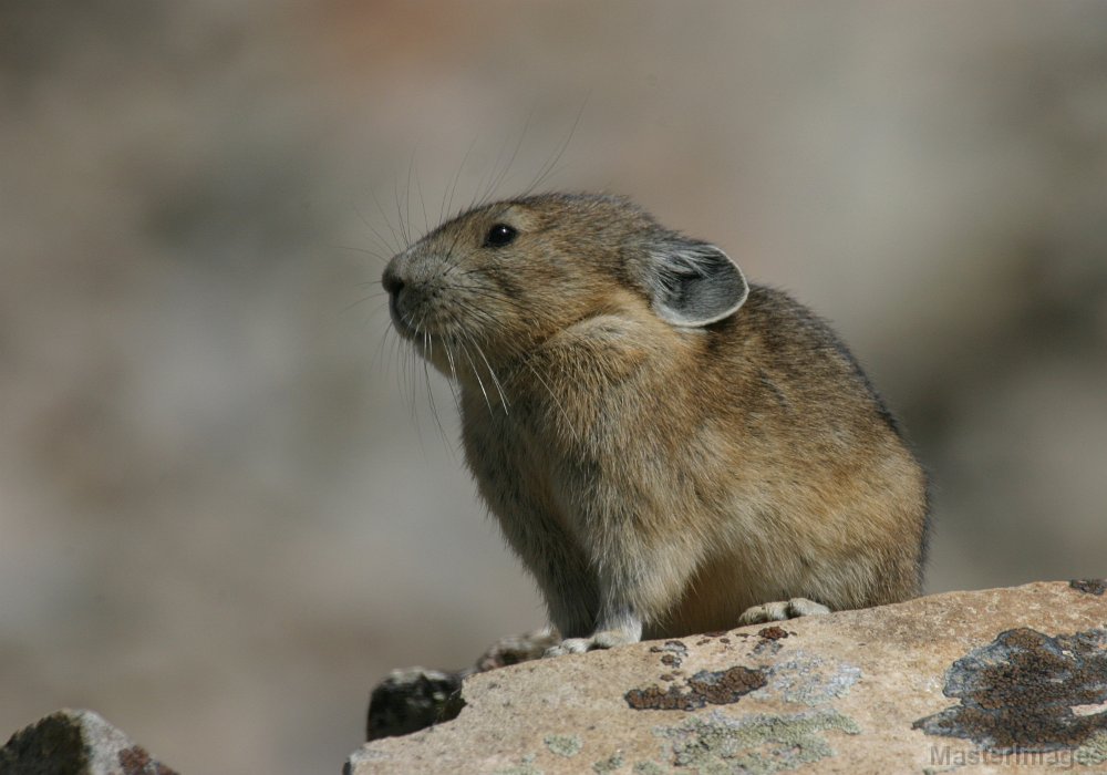 168_6883c.jpg - American Pika (Ochotona princeps)