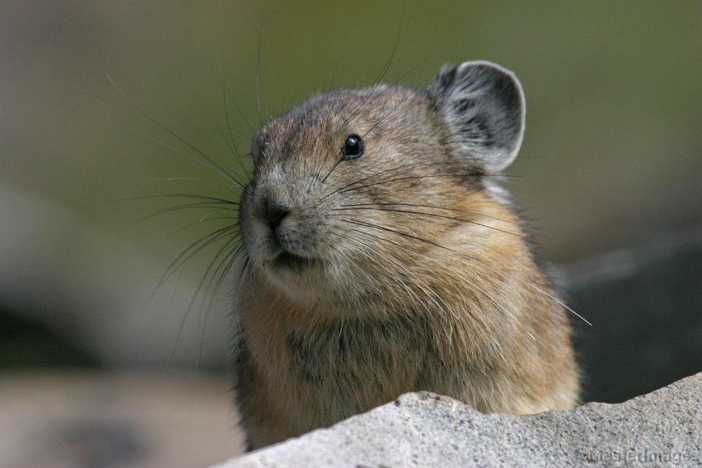 168_6885c.jpg - American Pika (Ochotona princeps)