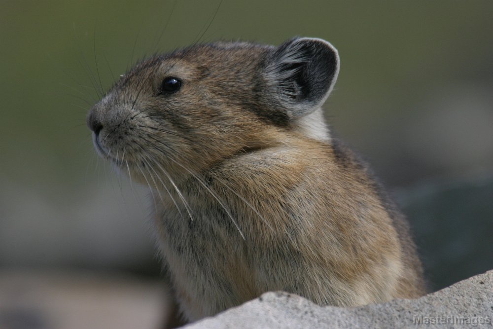 168_6886c.jpg - American Pika (Ochotona princeps)