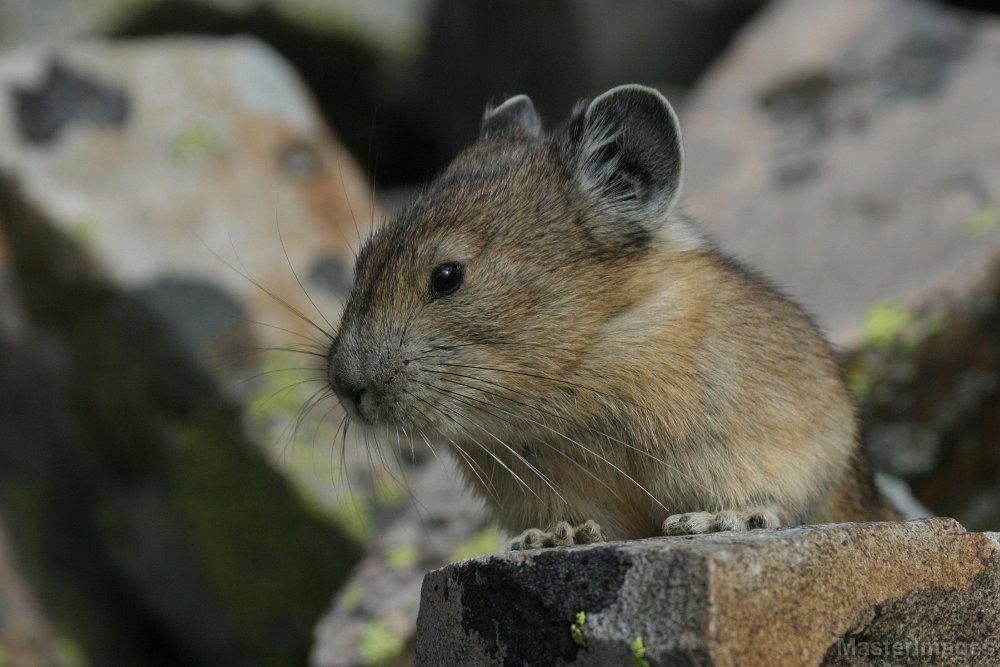 168_6888c.jpg - American Pika (Ochotona princeps)