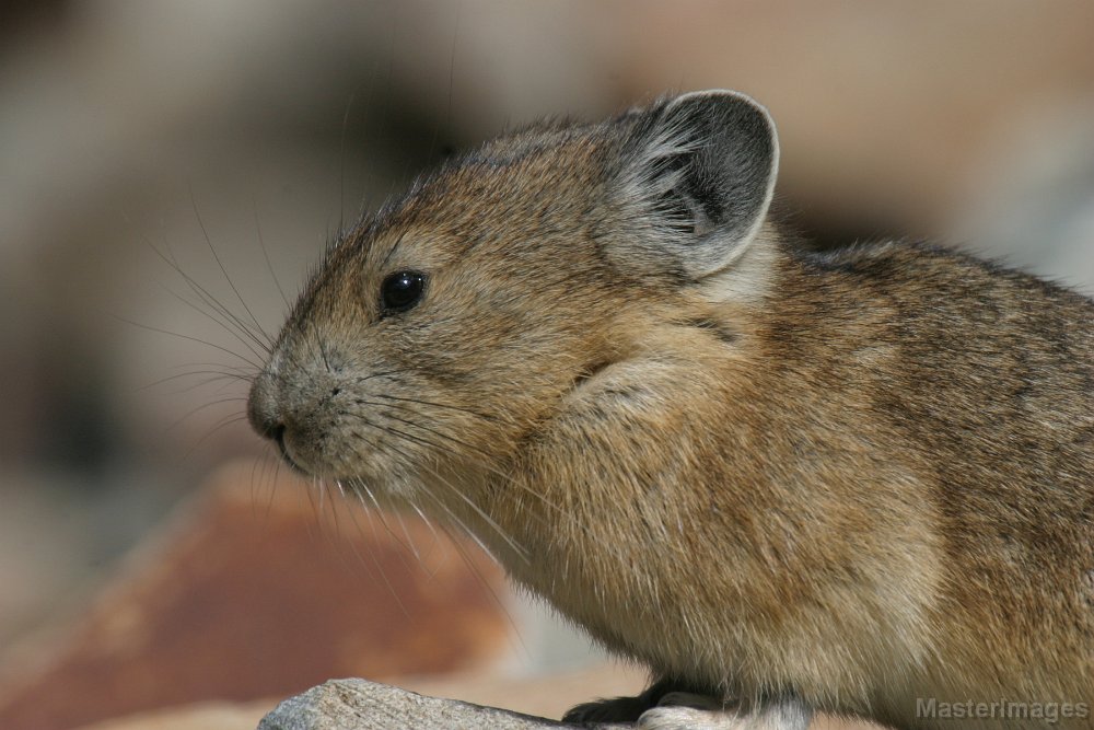 168_6889c.jpg - American Pika (Ochotona princeps)