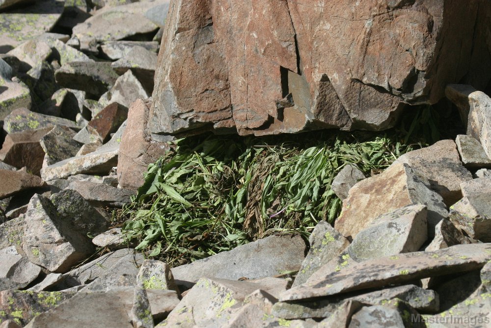 168_6890c.jpg - American Pika (Ochotona princeps)