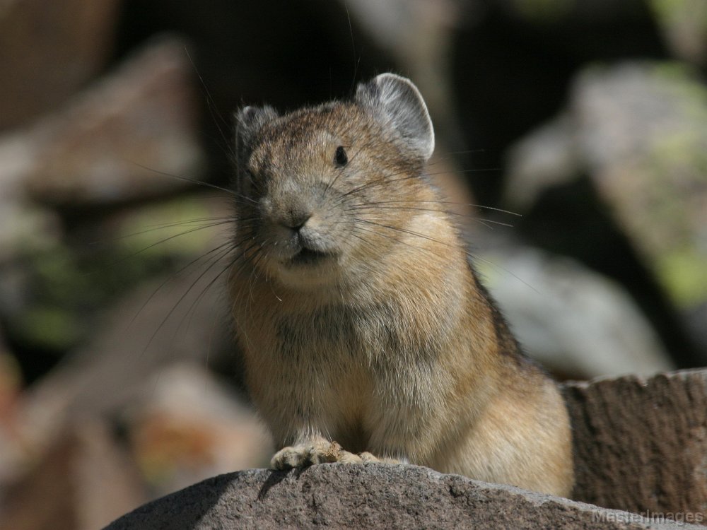 169_6910c.jpg - American Pika (Ochotona princeps)