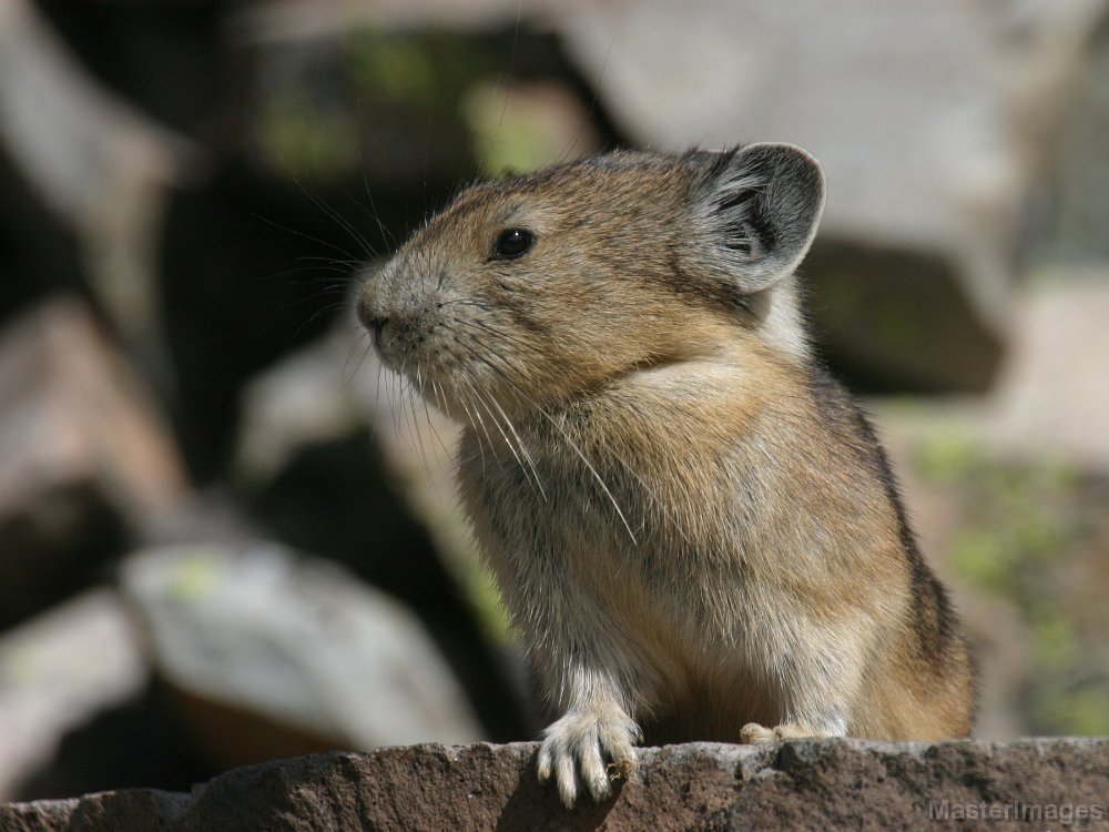 169_6911c.jpg - American Pika (Ochotona princeps)