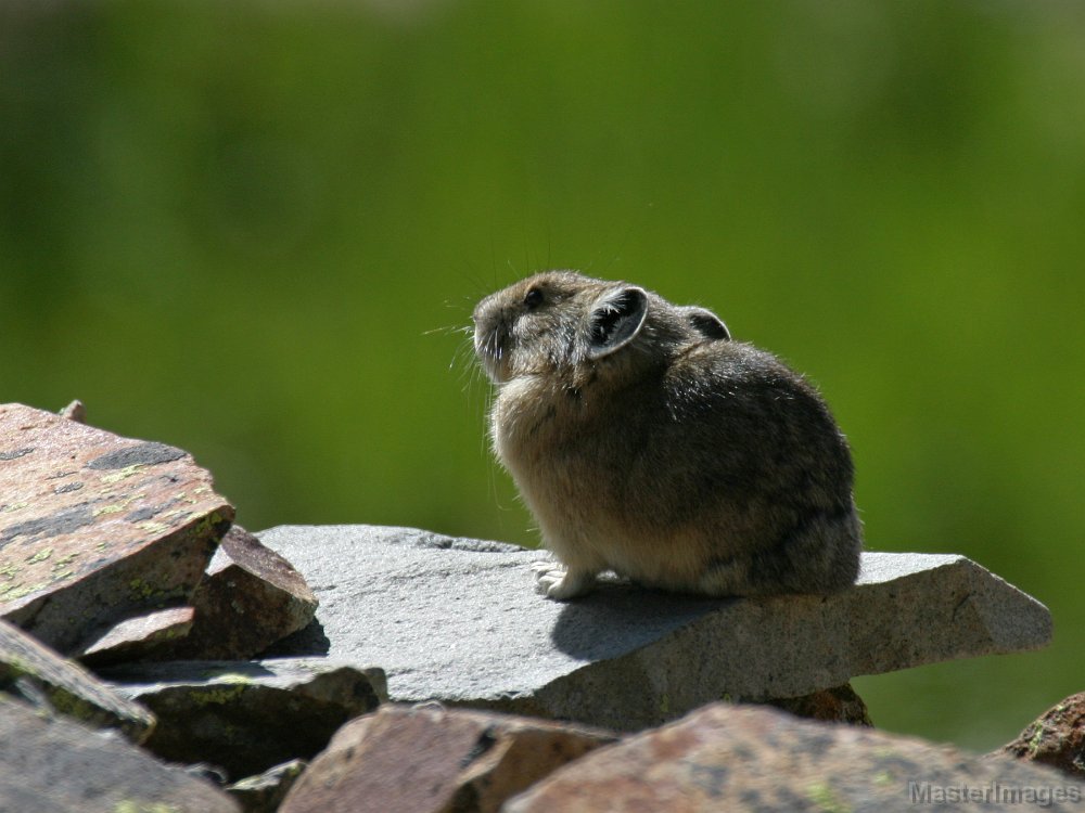 169_6915c.jpg - American Pika (Ochotona princeps)