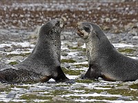 IMG 2734c  Antarctic Fur Seal (Arctocephalus gazella) - pups