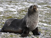 IMG 2760c  Antarctic Fur Seal (Arctocephalus gazella) - pup